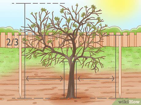 staking apple trees|How to Stake an Apple Tree .